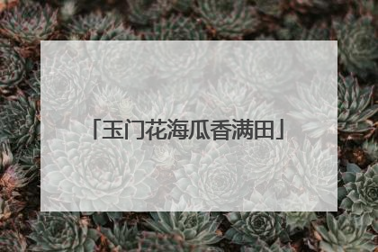 玉门花海瓜香满田