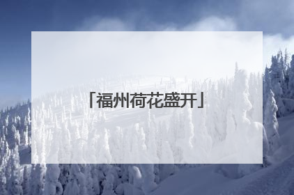 福州荷花盛开