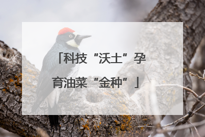 科技“沃土”孕育油菜“金种”