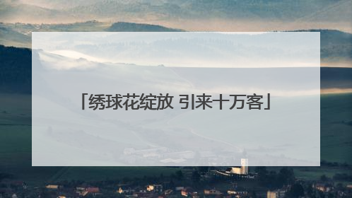 绣球花绽放 引来十万客