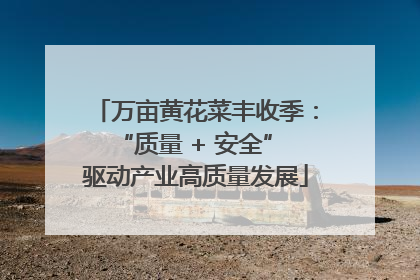 万亩黄花菜丰收季：“质量 + 安全” 驱动产业高质量发展