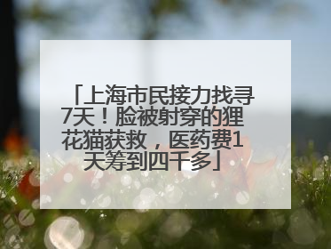 上海市民接力找寻7天！脸被射穿的狸花猫获救，医药费1天筹到四千多