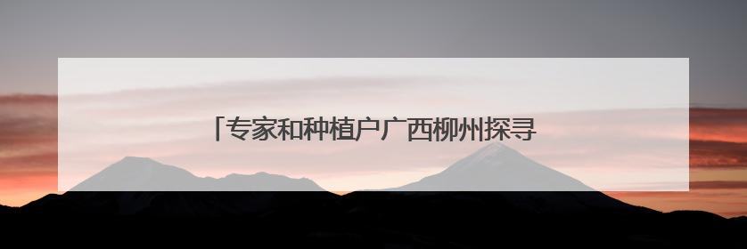 专家和种植户广西柳州探寻玉米产业提质增效新路径
