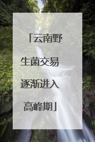 云南野生菌交易逐渐进入高峰期