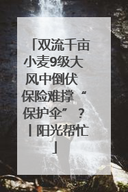 双流千亩小麦9级大风中倒伏 保险难撑“保护伞”？丨阳光帮忙