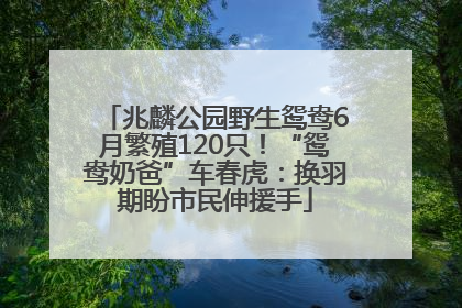 兆麟公园野生鸳鸯6月繁殖120只！“鸳鸯奶爸”车春虎：换羽期盼市民伸援手