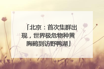 北京：首次集群出现，世界极危物种黄胸鹀到访野鸭湖