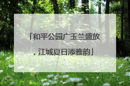 和平公园广玉兰盛放，江城夏日添雅韵