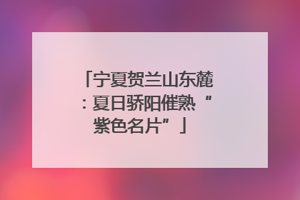 宁夏贺兰山东麓：夏日骄阳催熟“紫色名片”