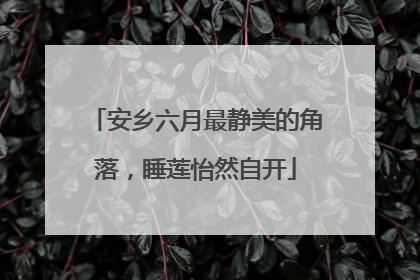 安乡六月最静美的角落，睡莲怡然自开