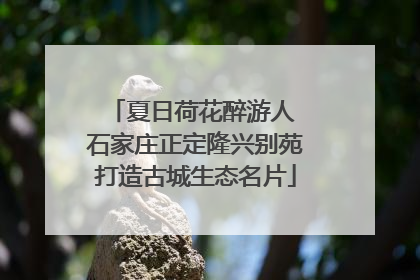 夏日荷花醉游人 石家庄正定隆兴别苑打造古城生态名片