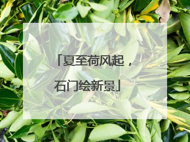 夏至荷风起，石门绘新景