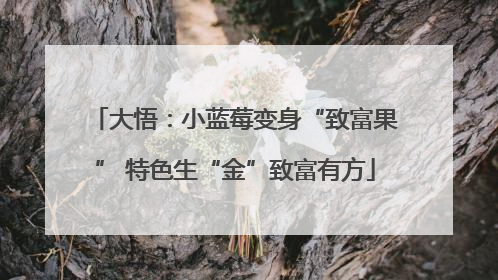 大悟：小蓝莓变身“致富果” 特色生“金”致富有方