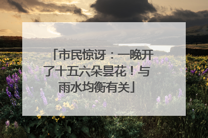 市民惊讶：一晚开了十五六朵昙花！与雨水均衡有关