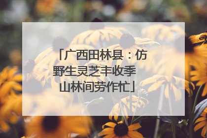 广西田林县：仿野生灵芝丰收季 山林间劳作忙