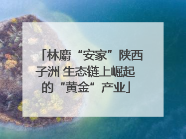 林麝“安家”陕西子洲 生态链上崛起的“黄金”产业