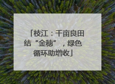 枝江：千亩良田结“金穗”，绿色循环助增收