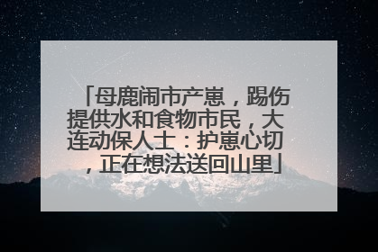 母鹿闹市产崽，踢伤提供水和食物市民，大连动保人士：护崽心切，正在想法送回山里
