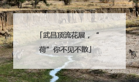 武昌顶流花展，“荷”你不见不散