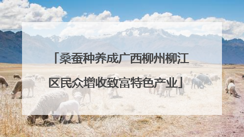 桑蚕种养成广西柳州柳江区民众增收致富特色产业