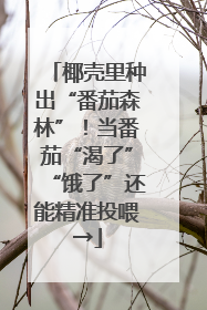 椰壳里种出“番茄森林”！当番茄“渴了”“饿了”还能精准投喂→