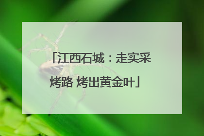 江西石城：走实采烤路 烤出黄金叶