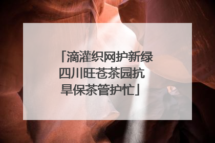 滴灌织网护新绿 四川旺苍茶园抗旱保茶管护忙