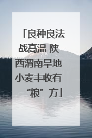 良种良法战高温 陕西渭南旱地小麦丰收有“粮”方
