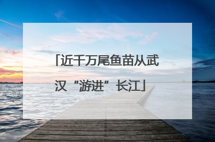 近千万尾鱼苗从武汉“游进”长江