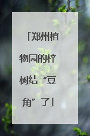 郑州植物园的梓树结“豆角”了