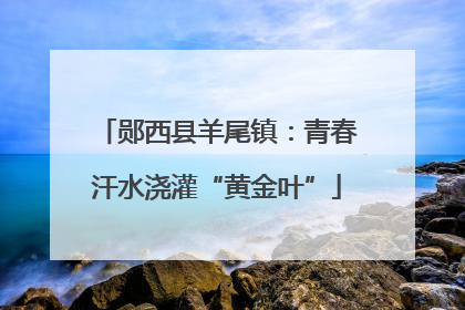 郧西县羊尾镇：青春汗水浇灌“黄金叶”