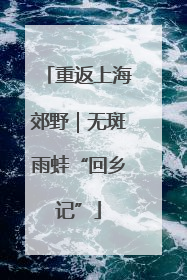 重返上海郊野｜无斑雨蛙“回乡记”