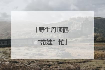 野生丹顶鹤“带娃”忙