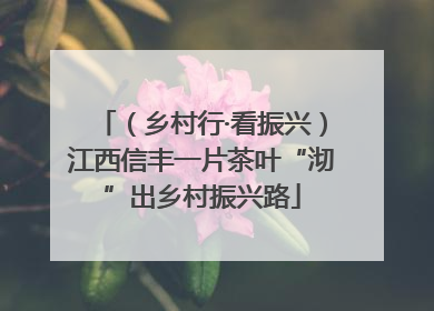 （乡村行·看振兴）江西信丰一片茶叶“沏”出乡村振兴路